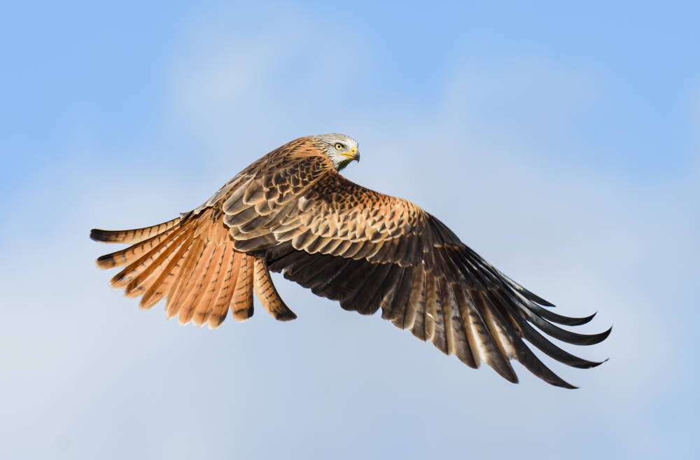Red Kite © Philip Croft