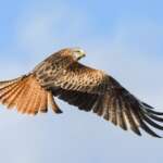 Red Kite © Philip Croft