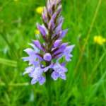 Orchid at Childwall Woods (by Howard Harris)