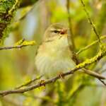 Willow Warbler - Tom Cadwallender
