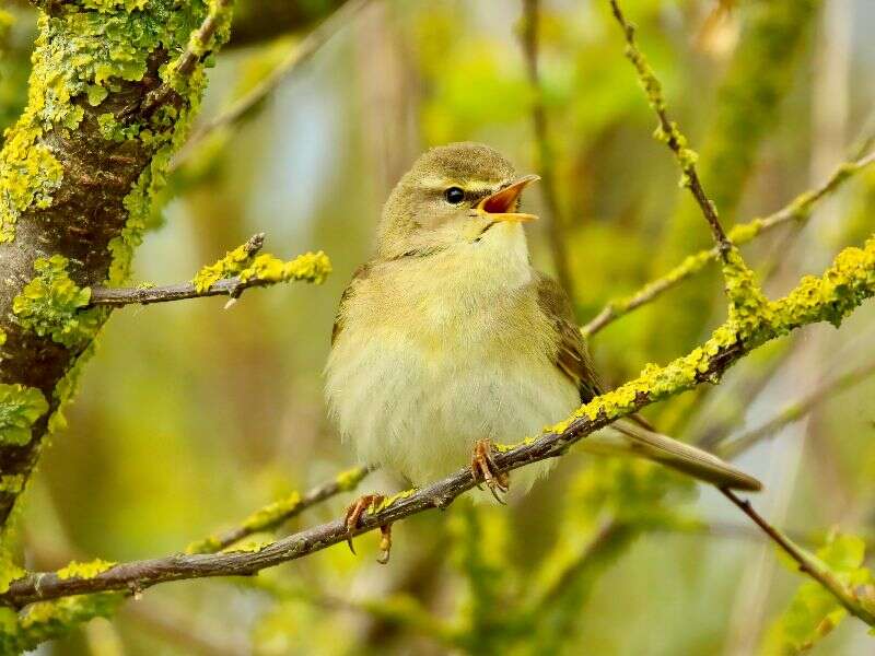 Willow Warbler - Tom Cadwallender