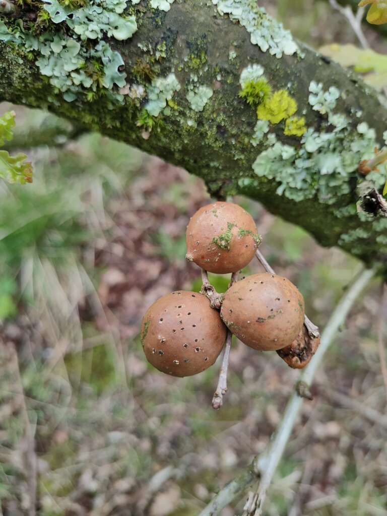 Read more about the article Guide to Andricus kollari