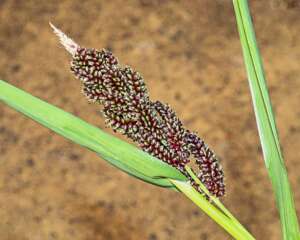 Read more about the article Dr Phil Smith Wildlife Notes: August