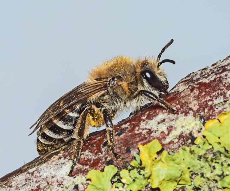 Read more about the article Arrival of the Sea Aster Mining Bee