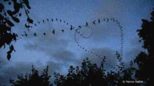 Read more about the article Local variations in fortunes of common pipistrelle – emerging patterns