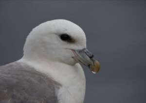 Read more about the article 45-year-old seabird highlights impact of Avian Influenza 