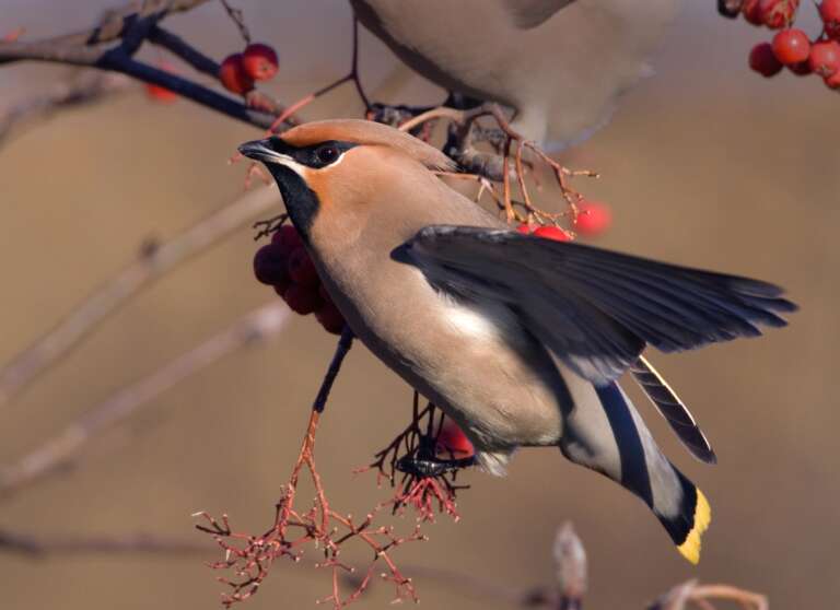 Read more about the article UK set for mass arrival of rare berry-loving birds