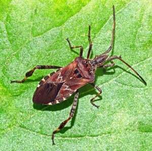 Read more about the article Dr Phil Smith Wildlife Notes: October