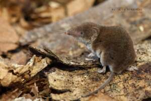 Read more about the article The Naming of The Shrew – Greater White-toothed Shrew Now Discovered in Britain