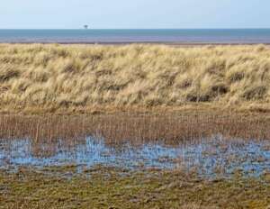 Read more about the article The Newest Green Beach at Ainsdale, Sefton Coast – 2022 update