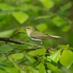 Wood Warbler (c) Edmund Fellowes