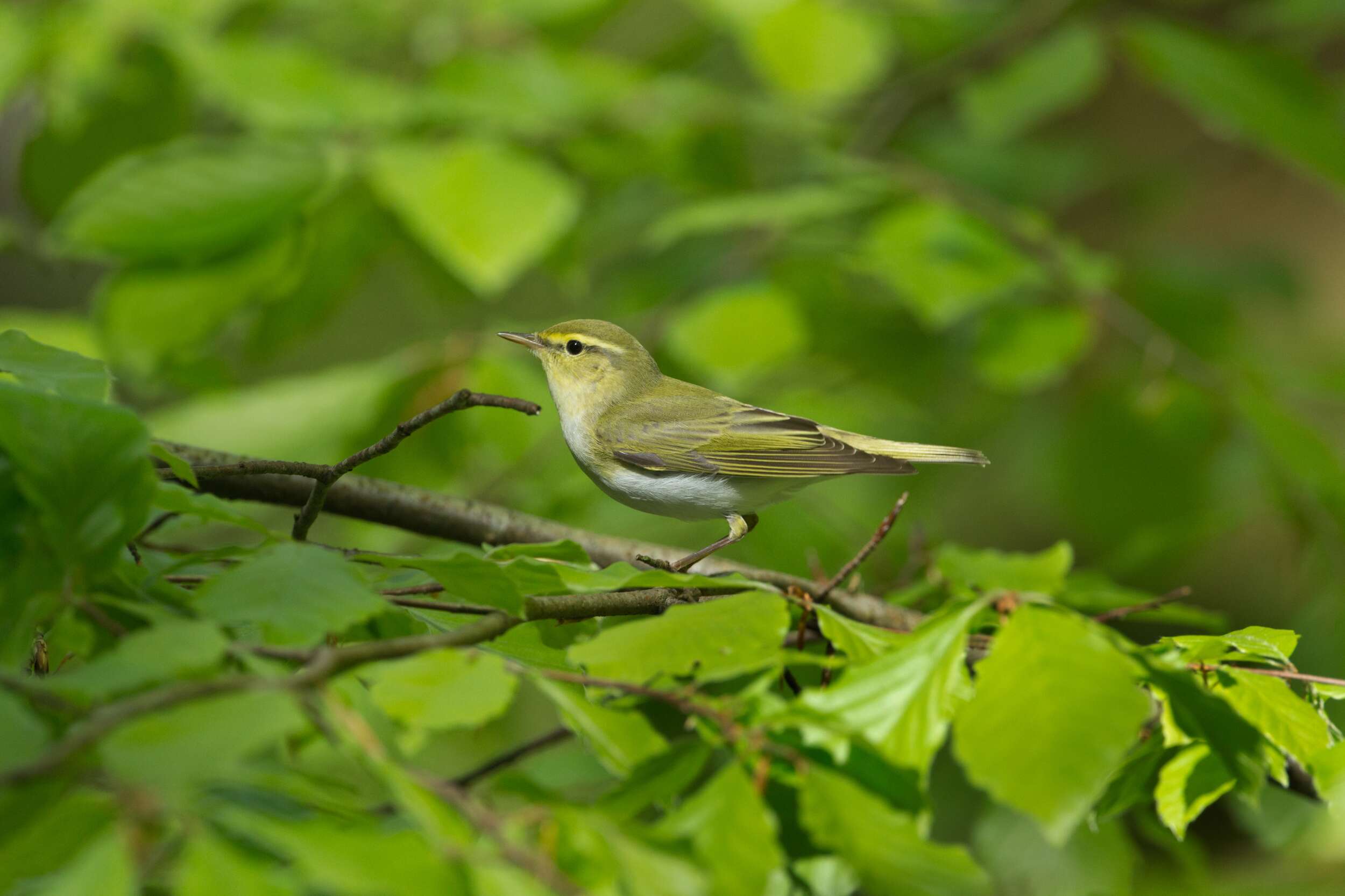 Wood Warbler (c) Edmund Fellowes
