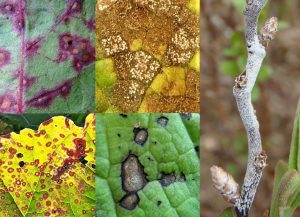 Read more about the article White Moulds, Ramularia and Phacellium Anamorphs, in Wales and Britain: a Guide and Welsh Census Catalogue