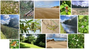 Read more about the article Local Wildlife Site Annual Monitoring Report 2020-2021