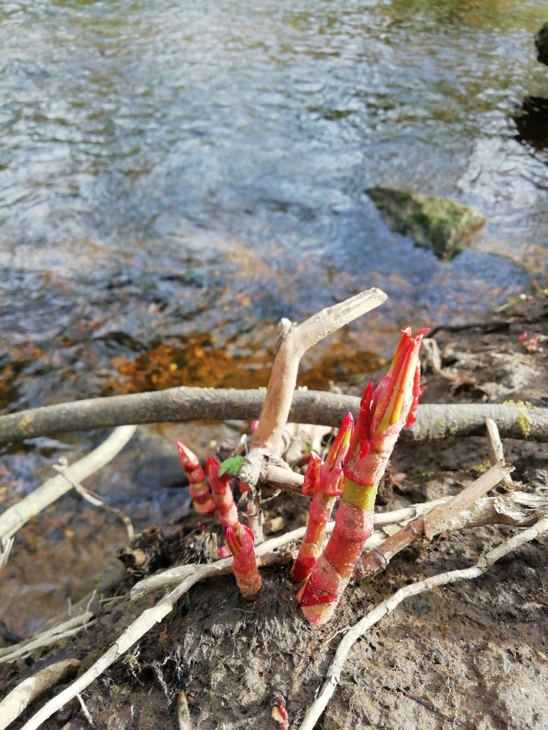 Read more about the article NBN Atlas Case Study: The Rivers Trust, Invasive Species and BioBank Data