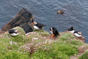 Read more about the article A new hub for information on the UK’s birds