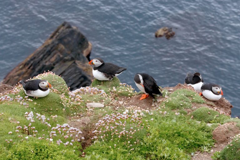 Read more about the article A new hub for information on the UK’s birds