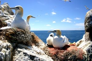 Read more about the article Bird flu report spotlights impact on UK wild birds
