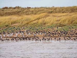Read more about the article Dr Phil Smith Wildlife Notes: January 2023