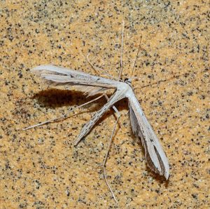 Read more about the article Dr Phil Smith Wildlife Notes: February 2023