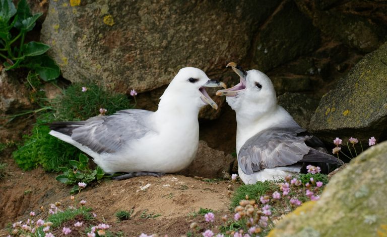 Read more about the article New report paints a mixed picture for Northern Ireland’s internationally important seabirds