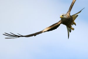 Read more about the article Five decades of finding the UK’s rarest breeding birds