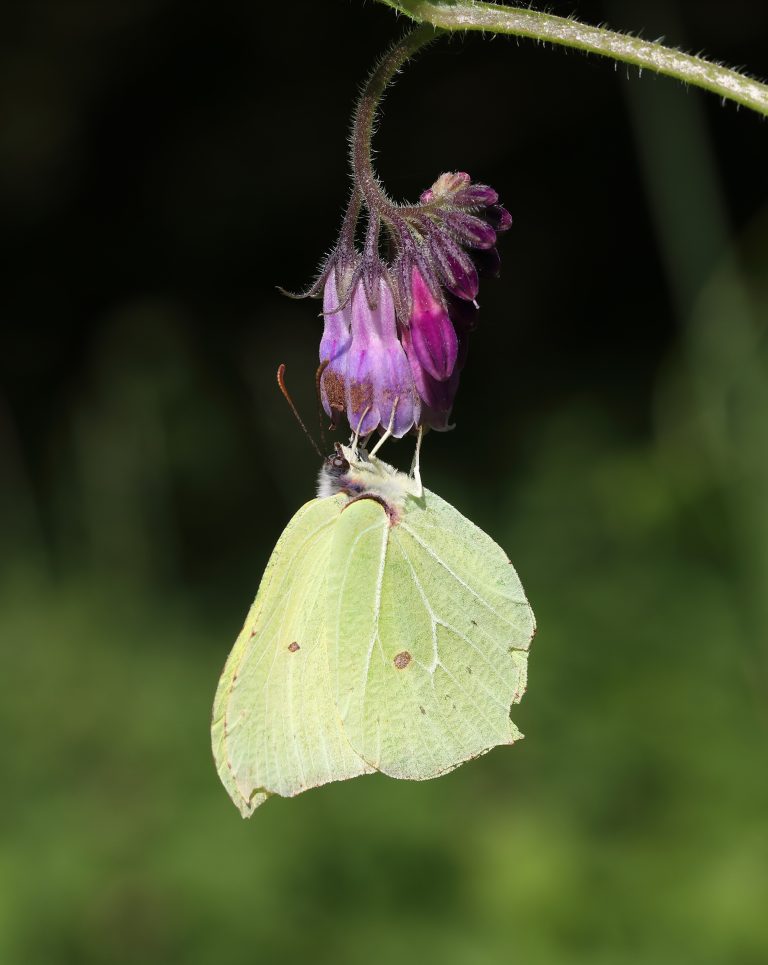 Read more about the article Butterflies find safe haven in UK gardens, new research reveals