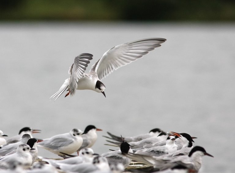 Read more about the article New wave of bird flu rips through threatened colonies