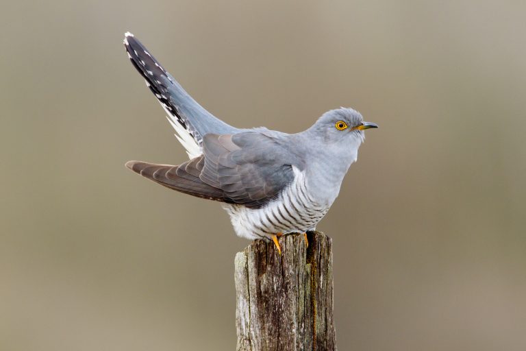 Read more about the article Scientists discover why Cuckoos’ clocks can’t adjust to climate change