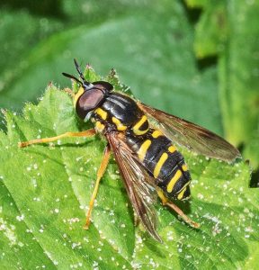 Read more about the article Dr Phil Smith Wildlife Notes: July 2023
