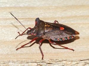 Read more about the article Dr Phil Smith Wildlife Notes: August 2023