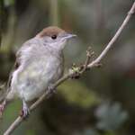 Female Blackcap by Liz Cutting