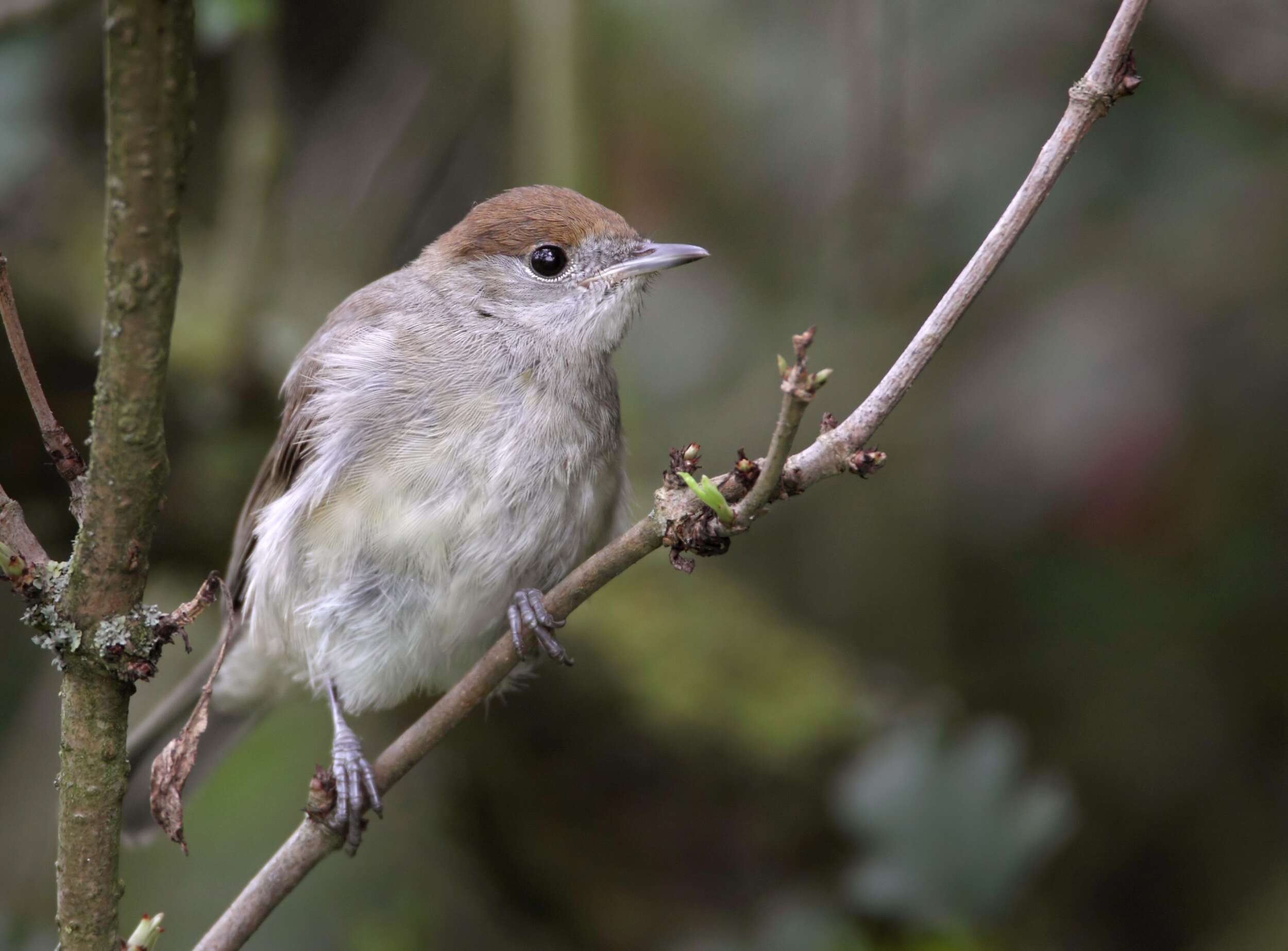 Female Blackcap by Liz Cutting