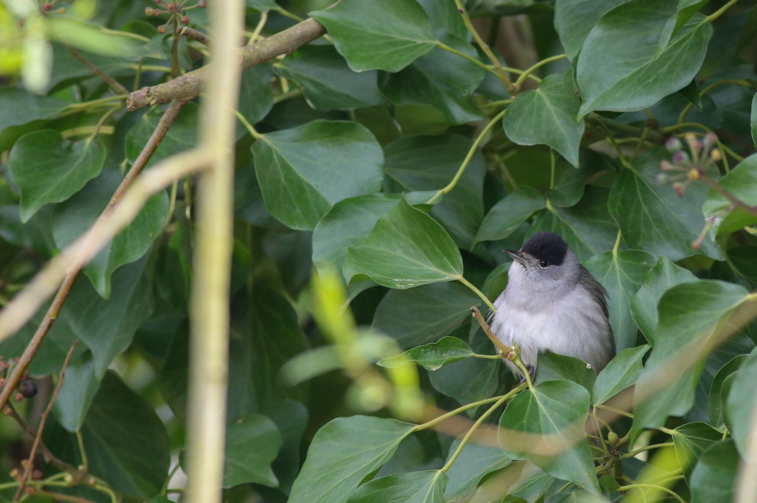 Male Blackcap by Bethan Clyne
