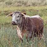 English Longhorn at Cabin Hill (Dr Phil Smith)