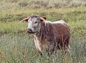 Read more about the article Dr Phil Smith Wildlife Notes: December