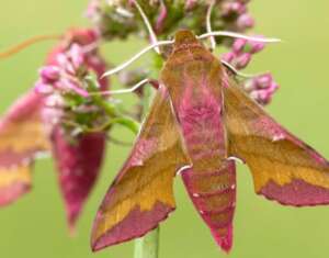 Read more about the article The State of Britain’s Larger Moths 2021