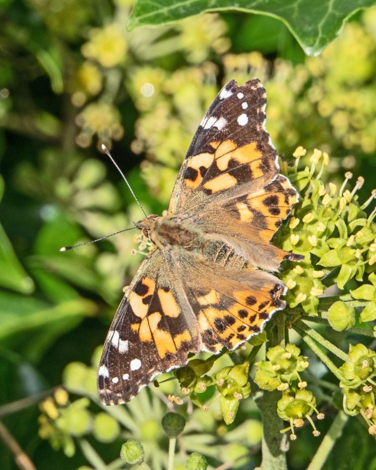 Read more about the article Dr Phil Smith – Wildlife Notes October 2024