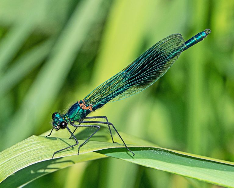 Read more about the article Wildlife notes May 2025