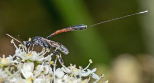 Read more about the article Wildlife Notes June 2025