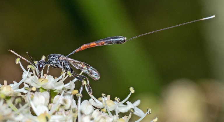 Read more about the article Wildlife Notes June 2025