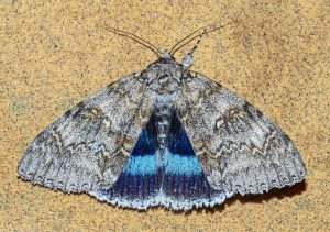 Read more about the article Wildlife notes August 2025