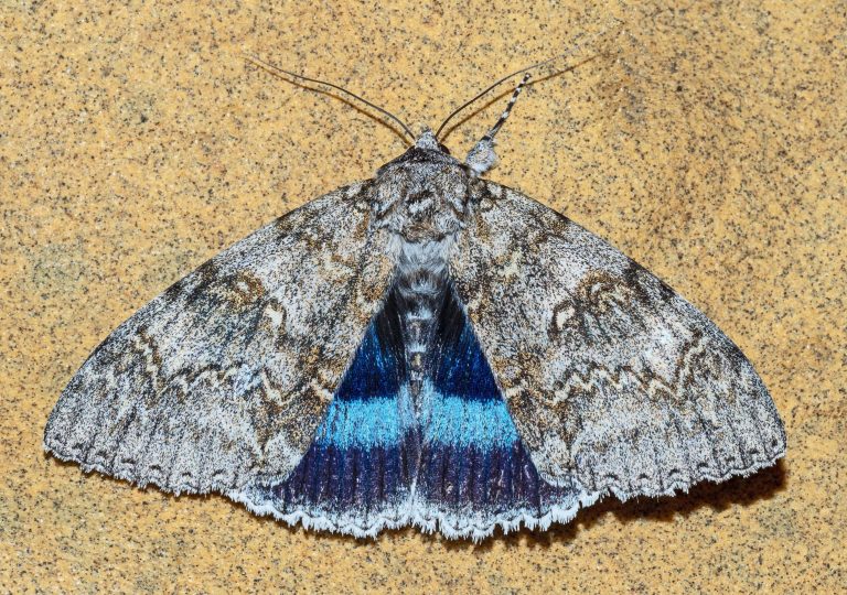 Read more about the article Wildlife notes August 2025