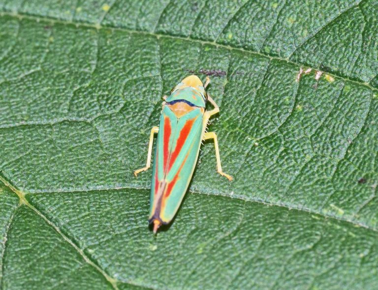 Read more about the article Wildlife notes September 2025