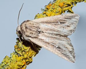 Read more about the article Wildlife notes October 2025