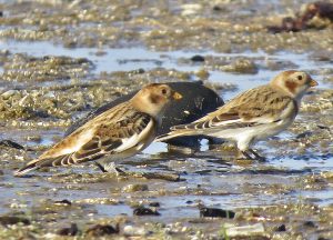 Read more about the article Wildlife notes November 2025