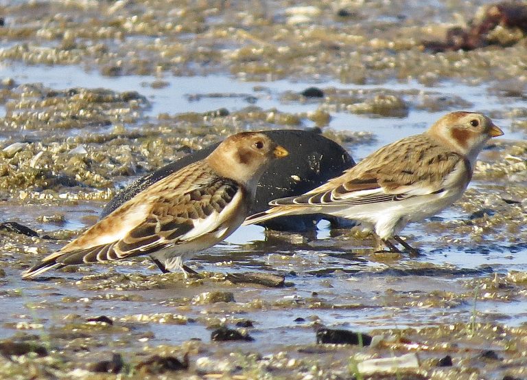 Read more about the article Wildlife notes November 2025