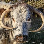 Enlgish Longhorn Cattle