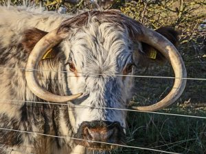 Read more about the article Wildlife notes December 2025