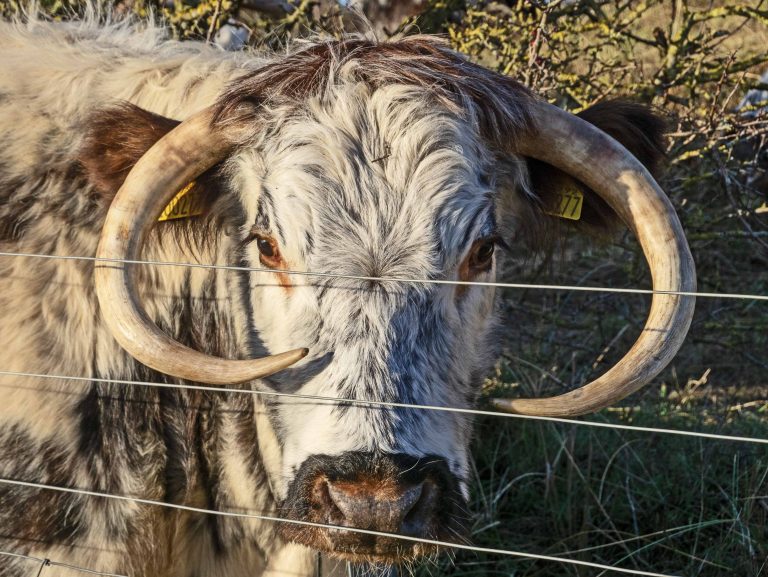 Read more about the article Wildlife notes December 2025